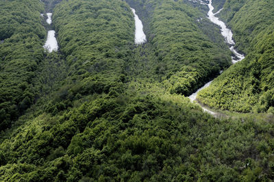 High angle view of stream amidst trees in forest