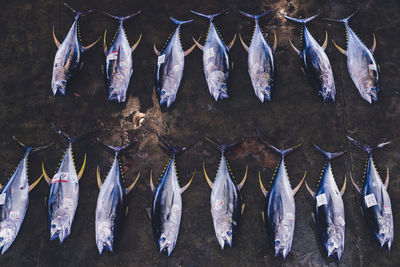 Panoramic view of fish for sale at market