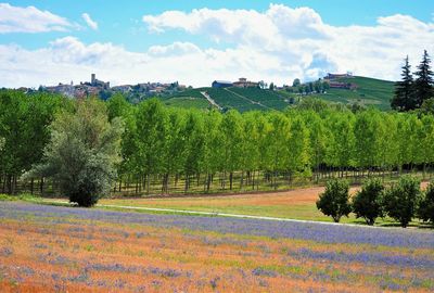 Scenic view of field against sky