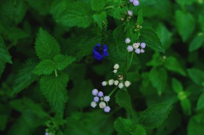 Close-up of purple flowering plant
