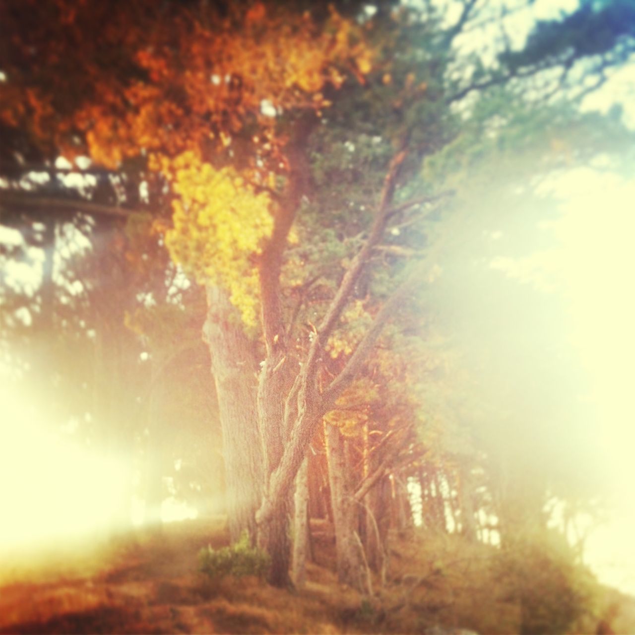 tree, sunbeam, sun, tranquility, sunlight, growth, lens flare, nature, beauty in nature, low angle view, tranquil scene, branch, sky, scenics, forest, sunset, autumn, back lit, outdoors, no people