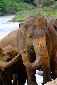 Elephants touching trunks after swmiming in the river at pinnawala elephant orphanage sri lanka.