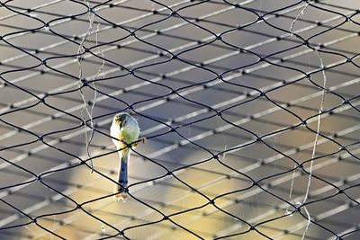 fence