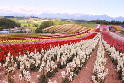 Red flowers growing in field