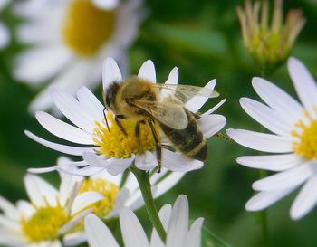 Close-up of insect on white flower