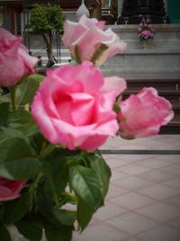 Close-up of pink rose