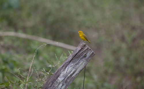 Yellow saffron finch sicalis flaveola sitting on tree stump transpantaneira, pantanal, brazil.