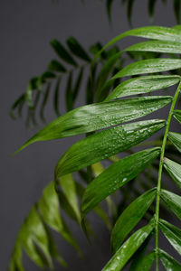 Close-up of wet plant