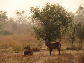 Horse on field in forest