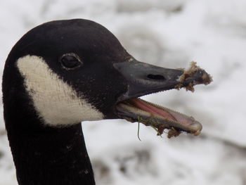 Close-up of bird