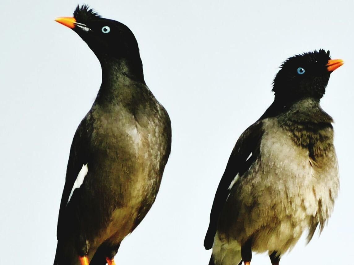 animal themes, bird, animals in the wild, wildlife, one animal, perching, beak, low angle view, bird of prey, two animals, black color, pigeon, close-up, clear sky, outdoors, nature, day, zoology, avian, no people