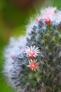 Close-up of cactus plant