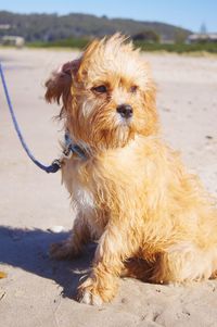 Dog on sand