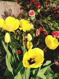 Close-up of yellow flowers