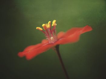 Close-up of insect on red flower