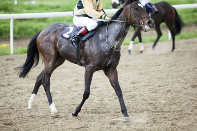 Horse running on field