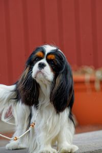 Portrait of a dog