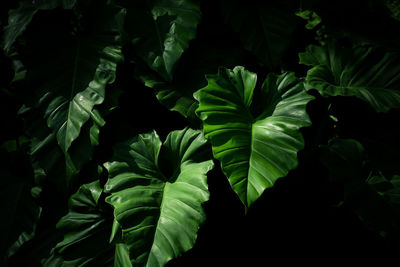 Close-up of green leaves