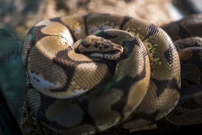 Close-up of snake