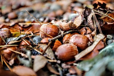 Close-up of acorns