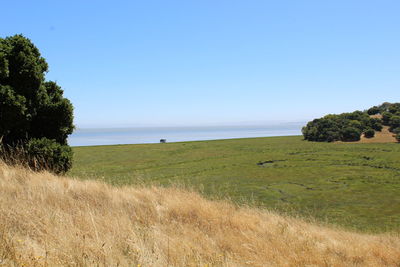 Scenic view of field against clear blue sky