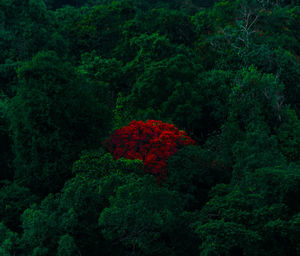 Red and trees in forest