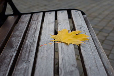 High angle view of maple leaves on wooden bench