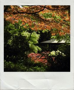 Plants growing on tree