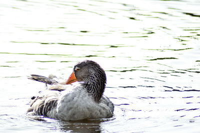 Close-up of duck swimming on lake