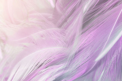 Beautiful violet feather texture background, pastel trends color