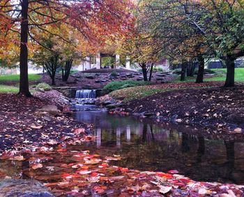 Reflection of trees in water