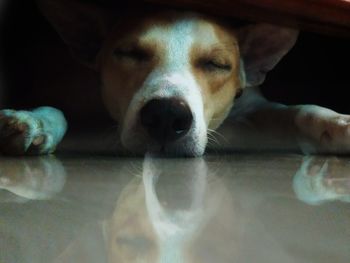 Close-up portrait of dog resting on floor