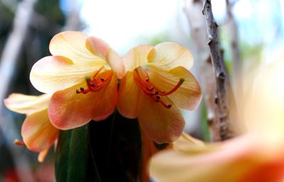 Close-up of yellow flowering plant