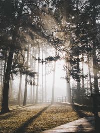 Trees in forest during foggy weather