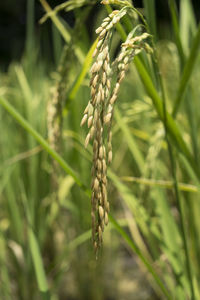 Close-up of wheat plant