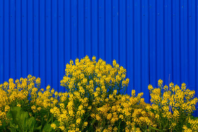 Close-up of yellow flowering plants against blue sky