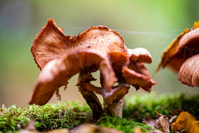 Close-up of mushrooms growing on field