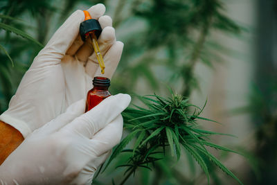 The expert holding a bottle cbd hemp oil, doctor of hemp oil, medical marijuana products.