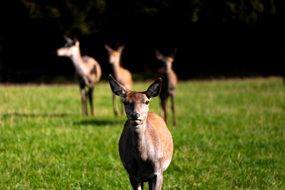 Close-up of deer on field