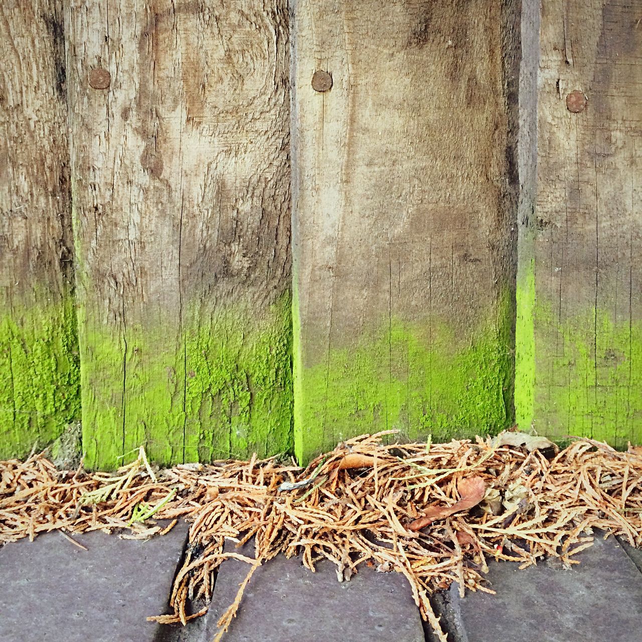 animal themes, animals in the wild, green color, wildlife, grass, built structure, plant, one animal, wall - building feature, day, outdoors, nature, no people, architecture, wall, field, stone wall, growth, wood - material, building exterior