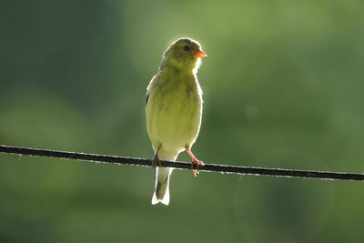 Close-up of gold finch perching on cable