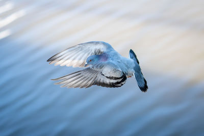 Close-up of seagull flying over lake