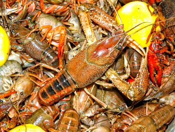 Full frame shot of crayfish cooking in pan