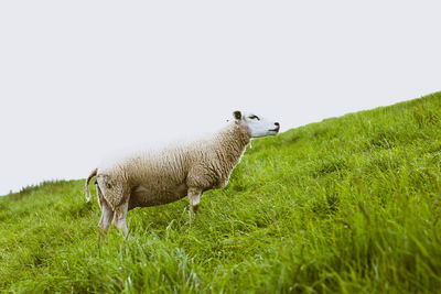 Sheep on grass against clear sky