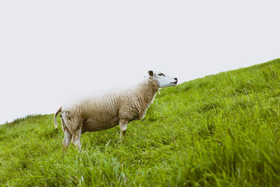 Sheep in a field