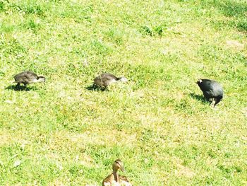 Ducks on grassy field