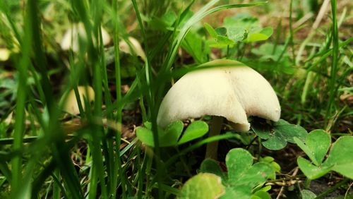 Close-up of white mushroom growing in grass