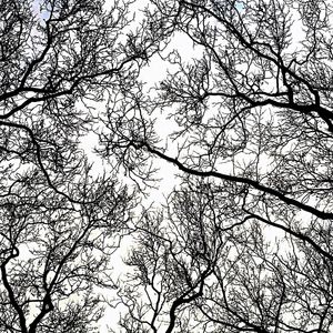 Low angle view of bare trees against sky