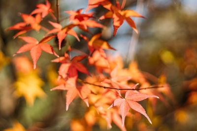 Close-up of maple leaves on plant