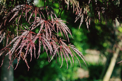 Low angle view of fresh green leaves